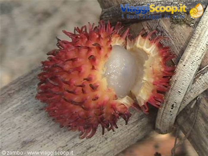 Rambutan