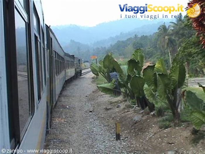 Jungle Train