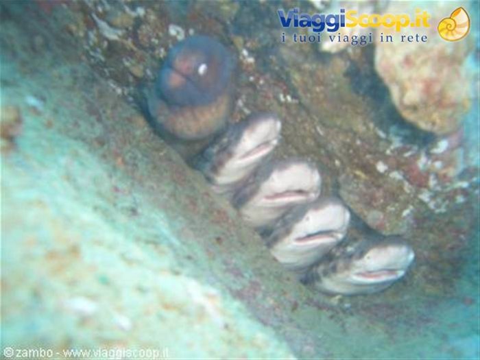 Murena e Bamboo Sharks