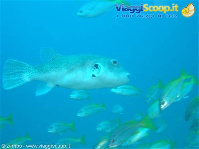 Pesce palla