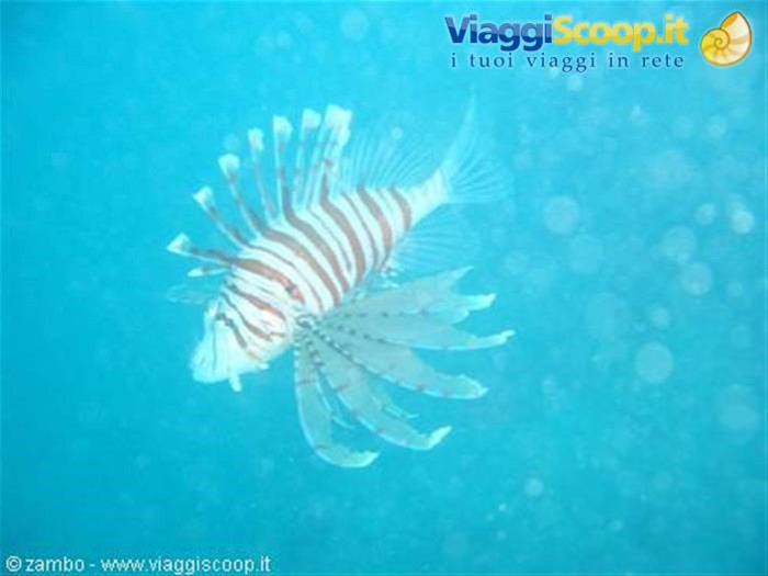 Pesce scorpione