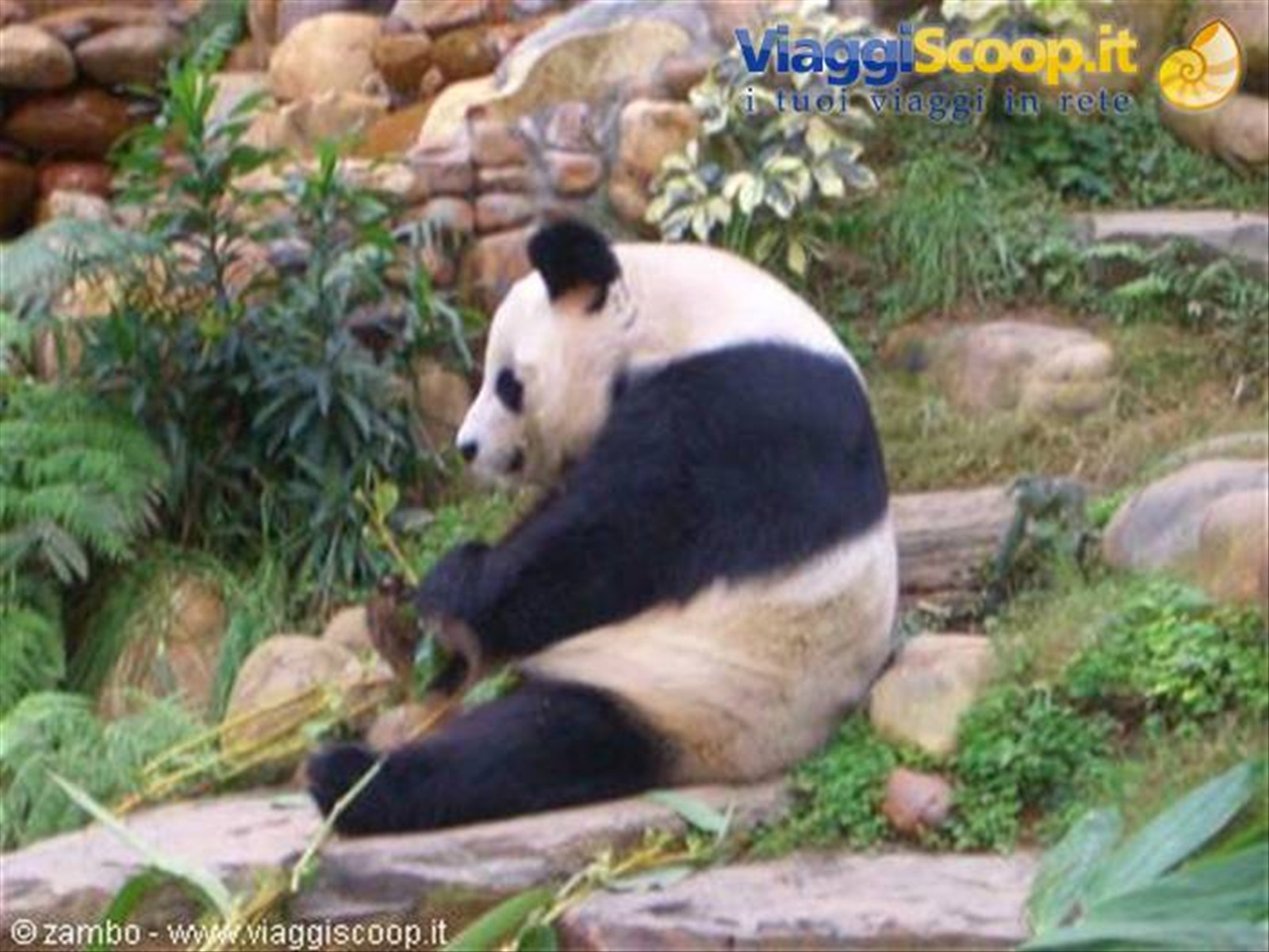 Panda all'Ocean park