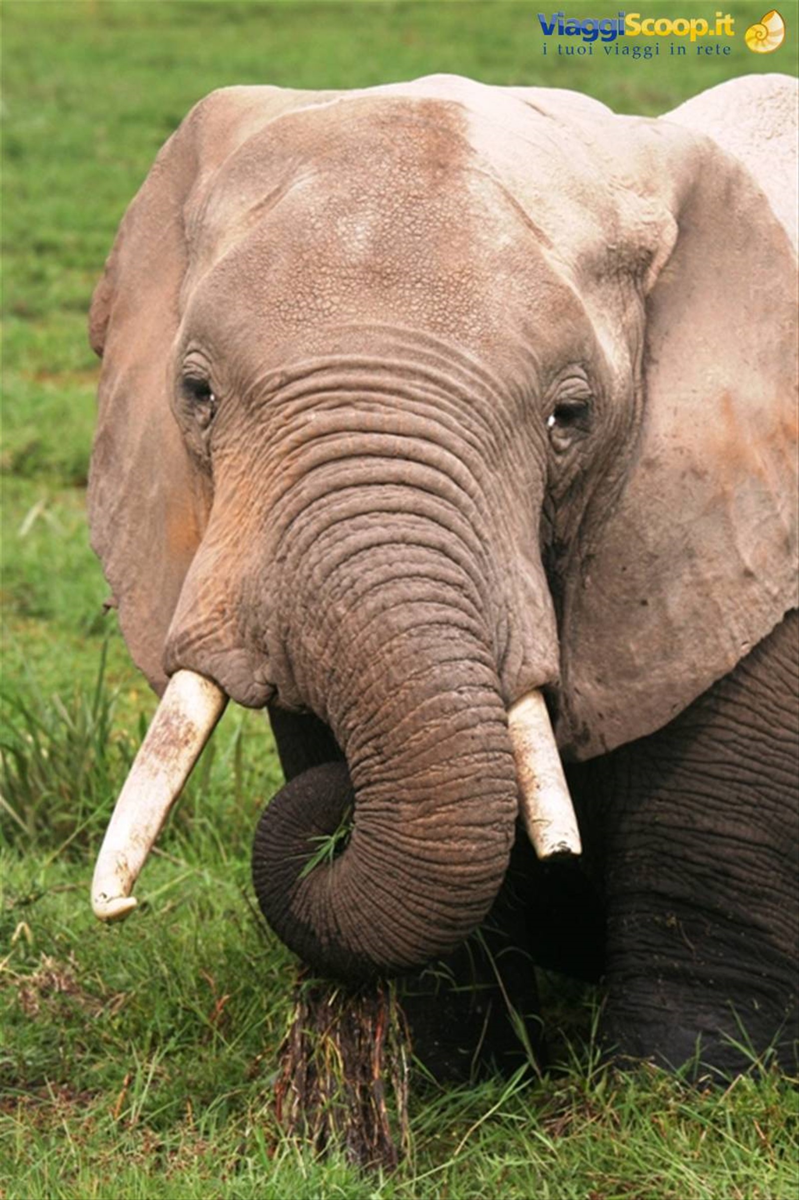 Elefante ad Amboseli