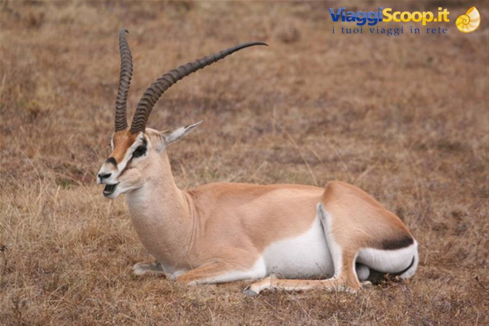 Thompson Gazelle al Masi Mara