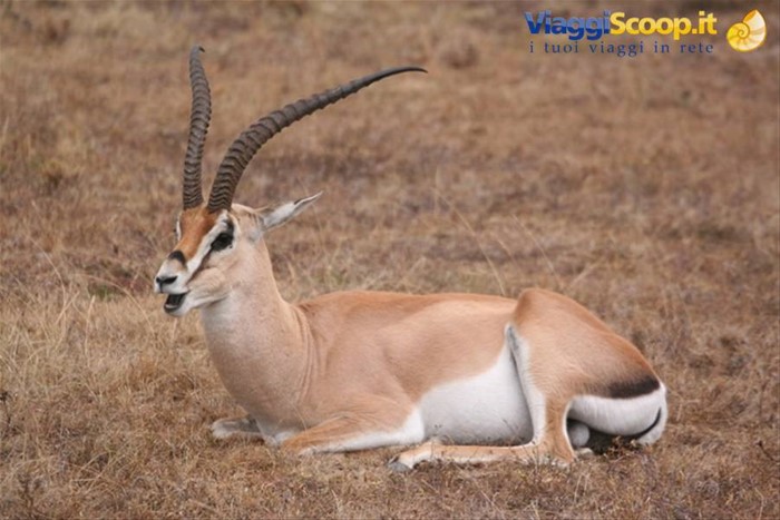 Thompson Gazelle al Masi Mara