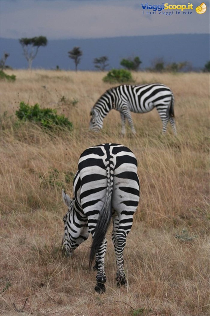 Il retro....Zebra