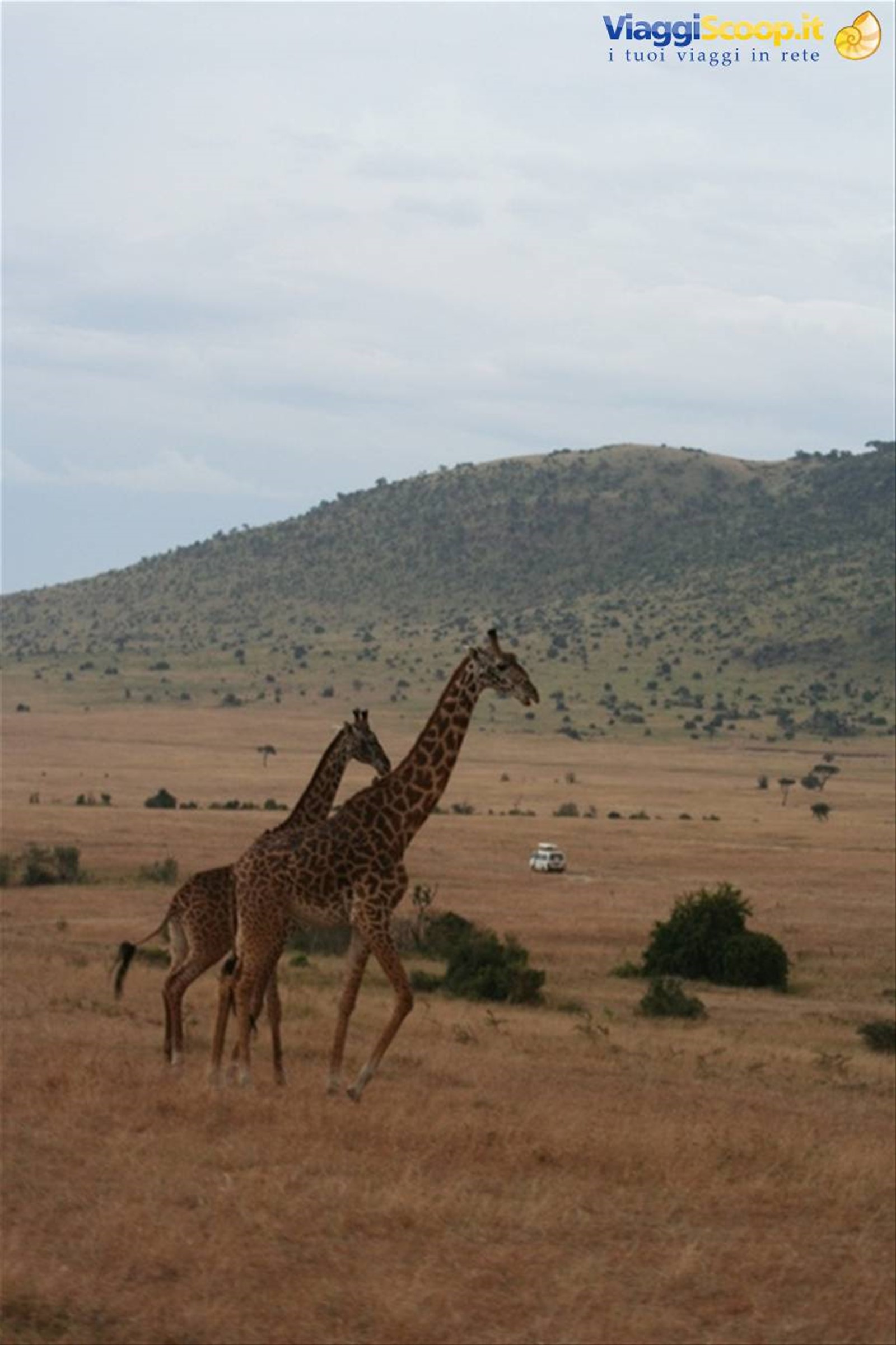 Giraffe a passeggio - Masai Mara