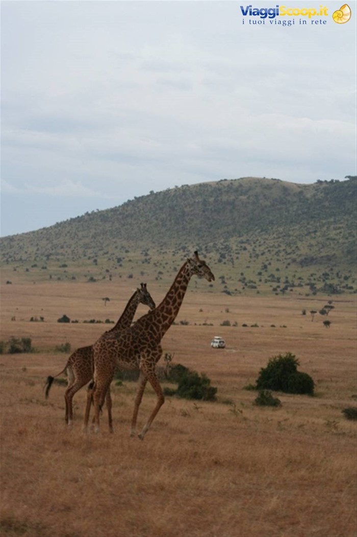 Giraffe a passeggio - Masai Mara