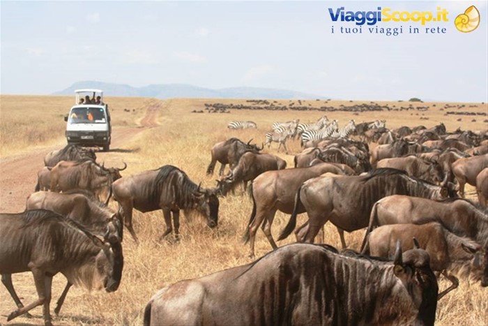 Gnu in migrazione