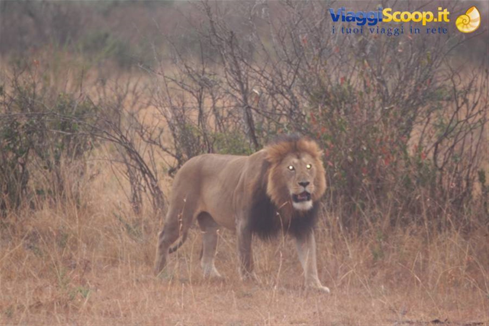 Simba, il re della savana