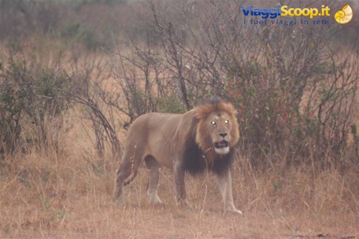 Simba, il re della savana