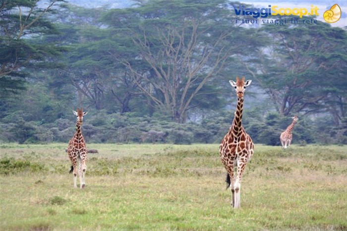 Giraffe Masai - Lake Nakuru