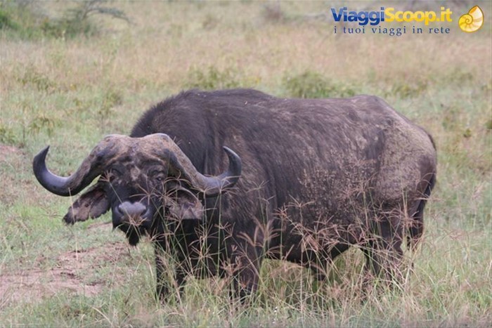 Water Buffalo