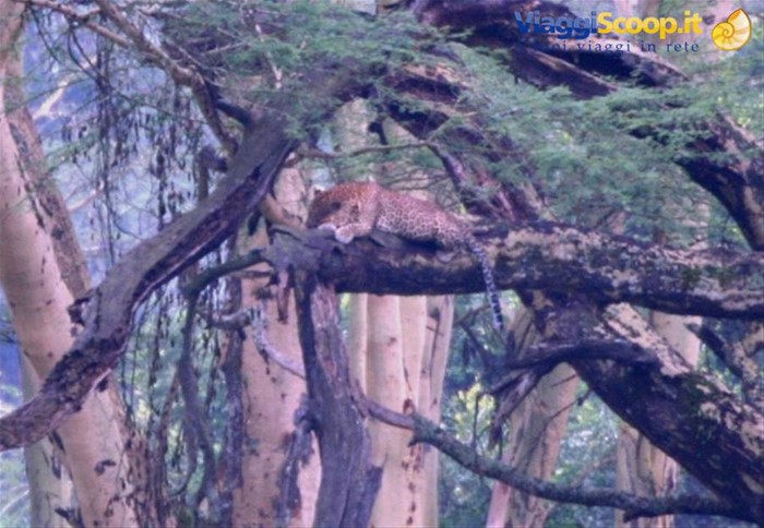 Il primo Leopardo