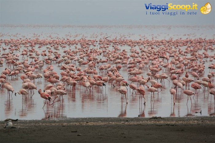 Pink Flamingos