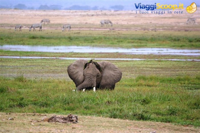 Amboseli, il paradiso degli elefanti