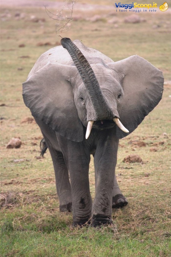 Dumbo....ci saluta