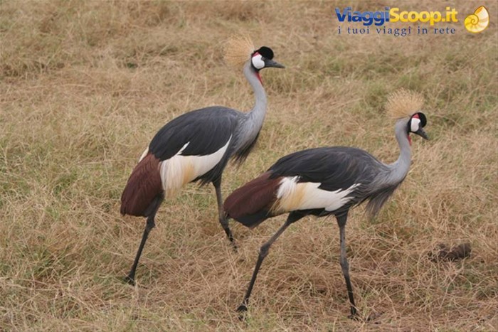 La gru coronata, simbolo dell'Uganda