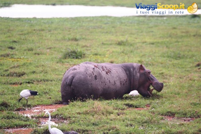 Happy Hippo...