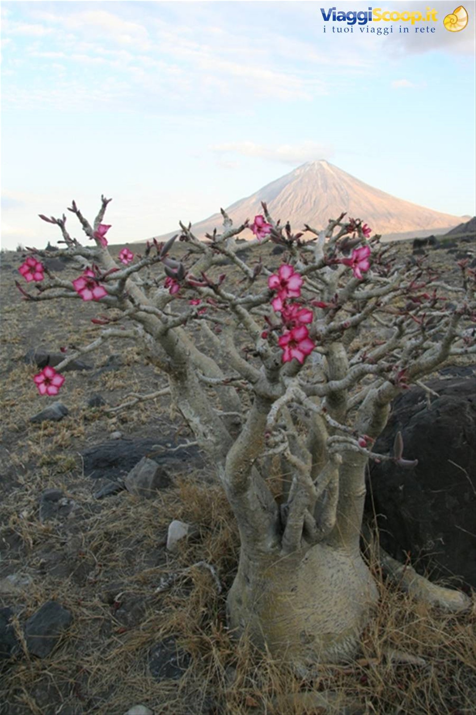 Piccolo Baobab in fiore