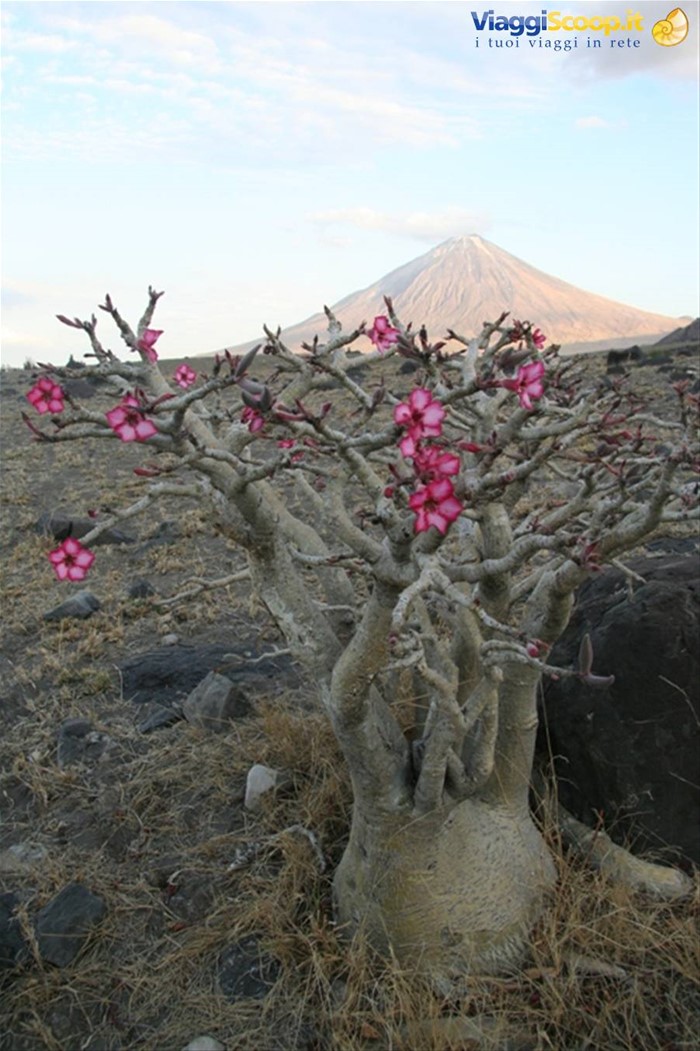 Piccolo Baobab in fiore