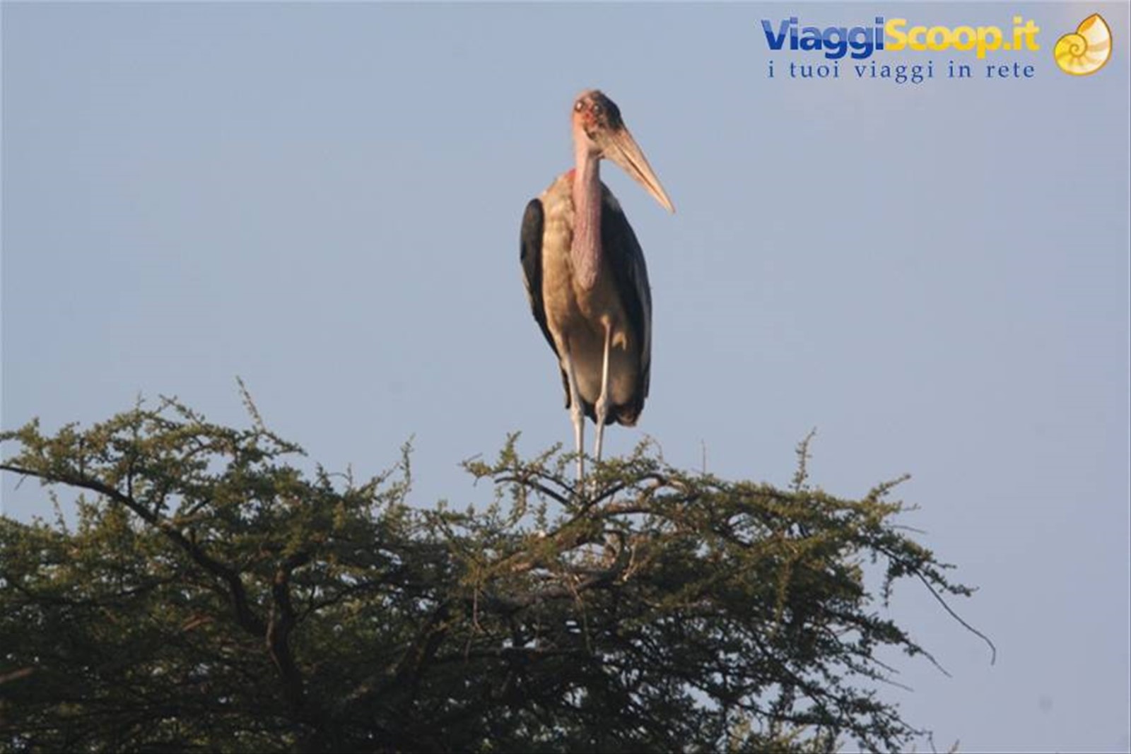 Marabu