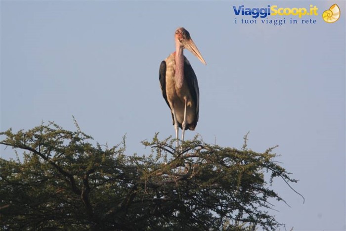 Marabu