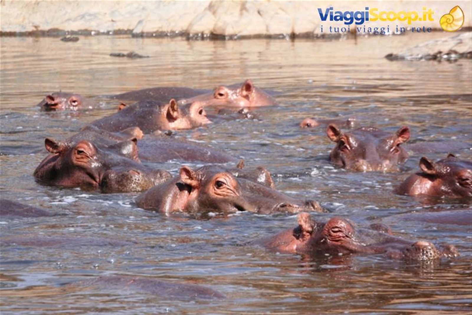 Hippo's in ammollo