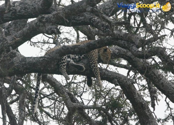 Leopardo a penzoloni