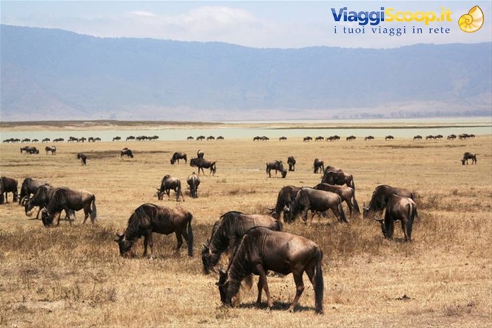 Gnu al pascolo