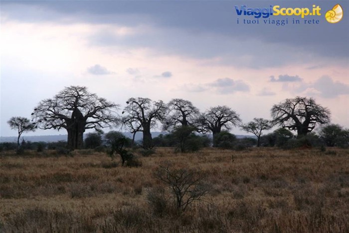 Il regno dei Baobab