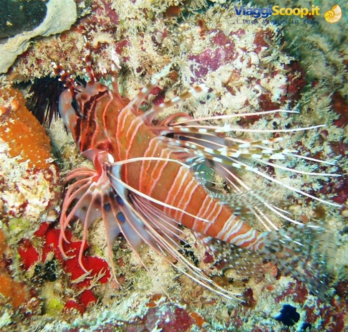 Lion Fish