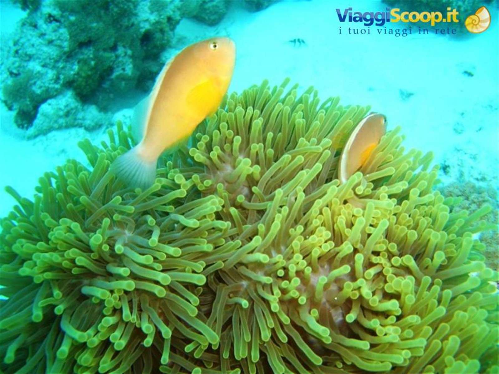 Anemone e pesci pagliaccio