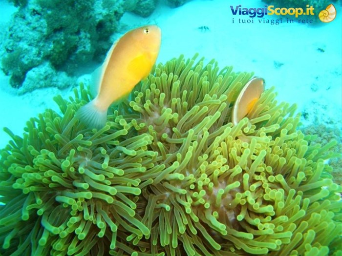 Anemone e pesci pagliaccio