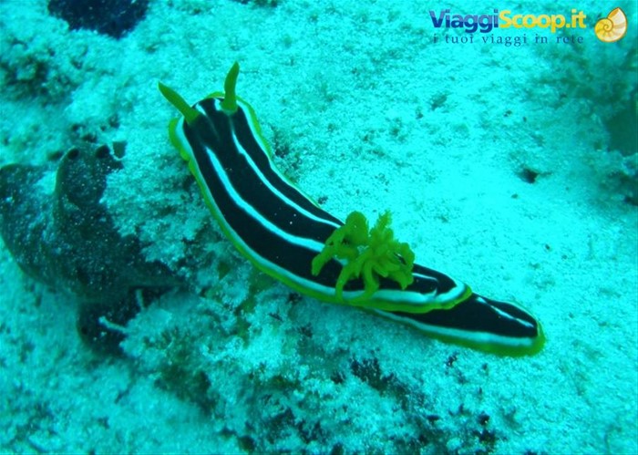 Nudibranco