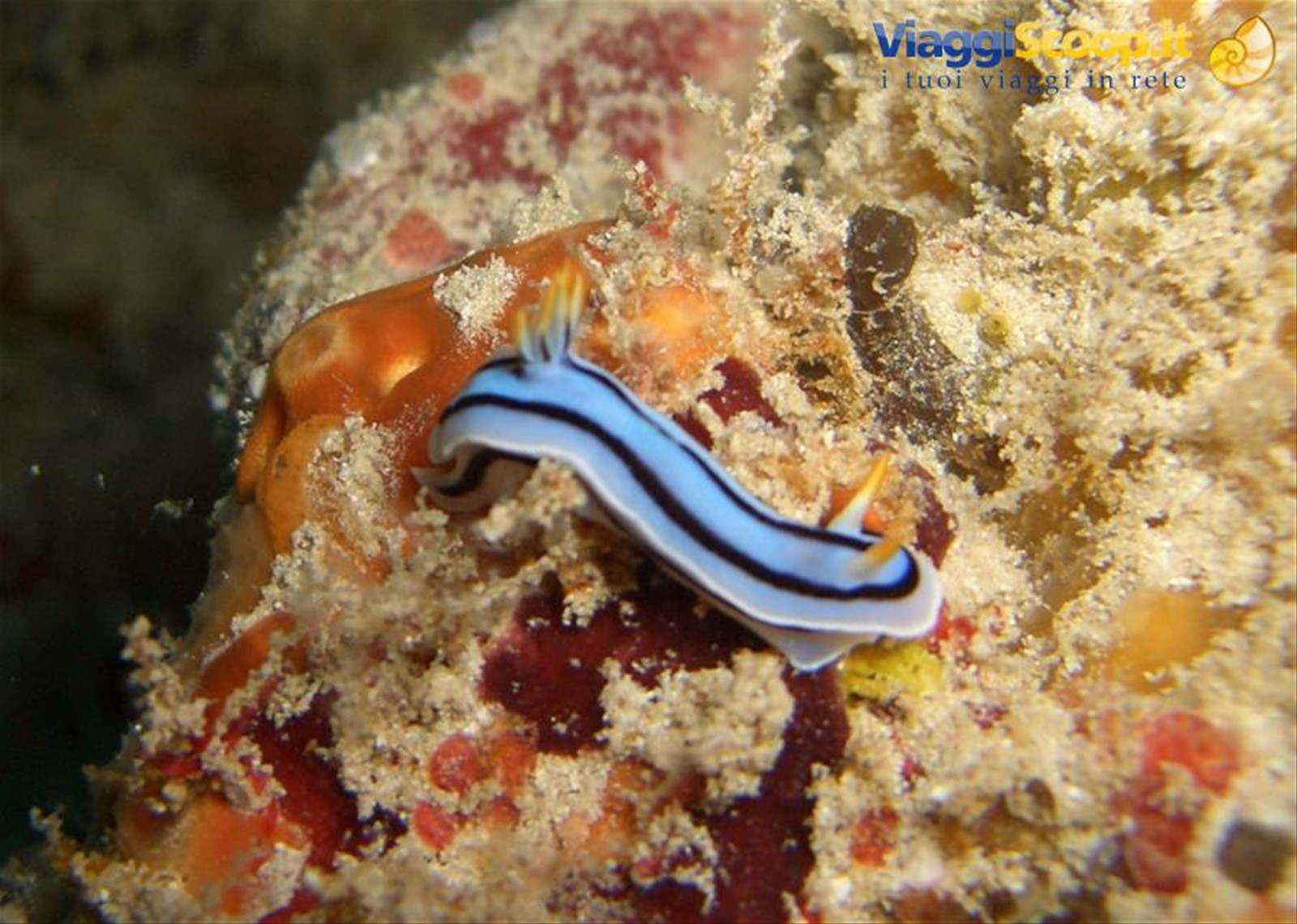 Nudibranco