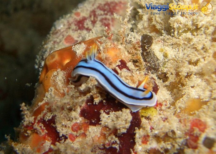 Nudibranco