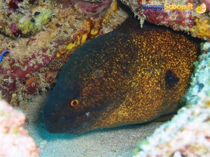 Murena