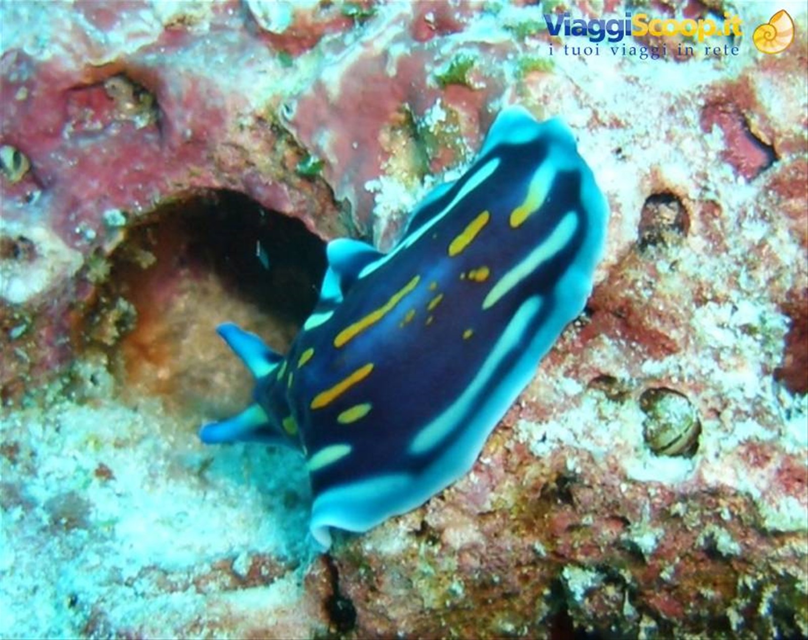 Nudibranco