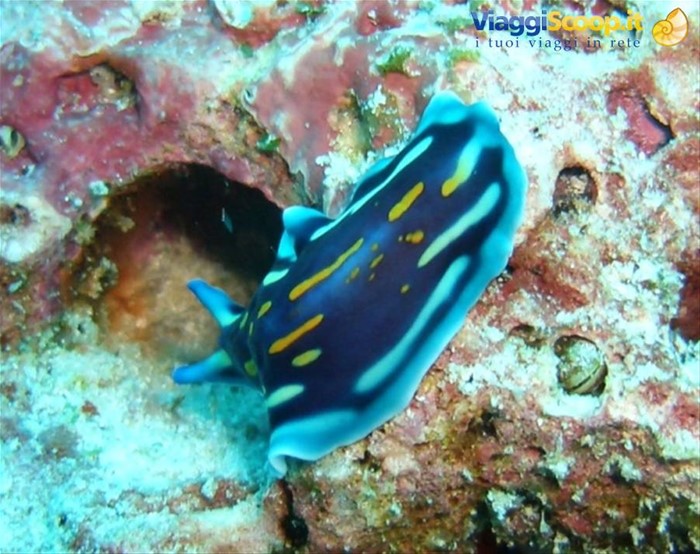 Nudibranco