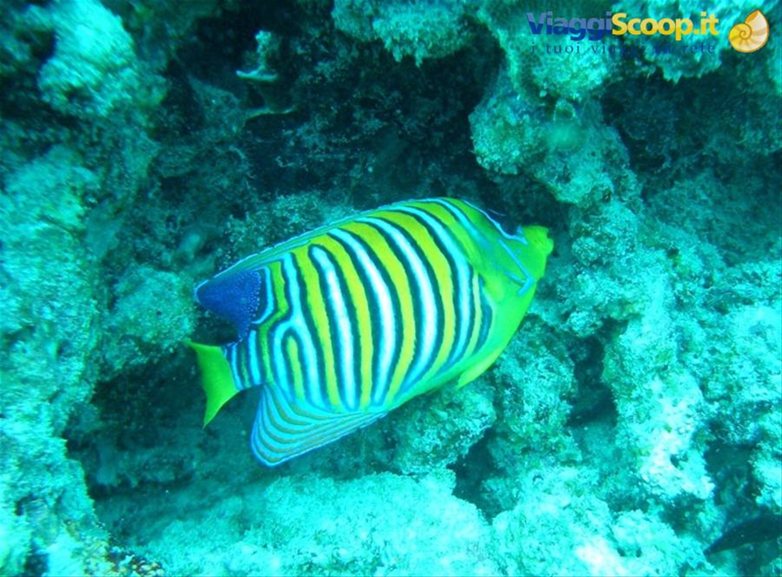 Pesce Angelo