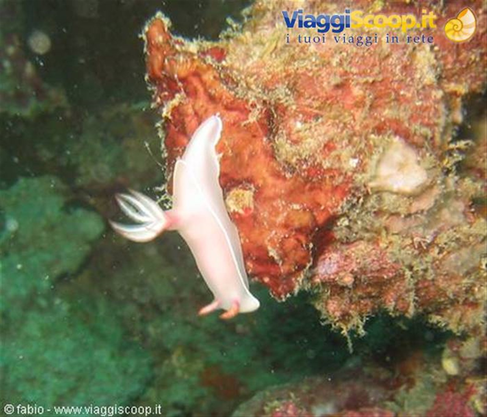 nudibranchia hypselodoris bullocki