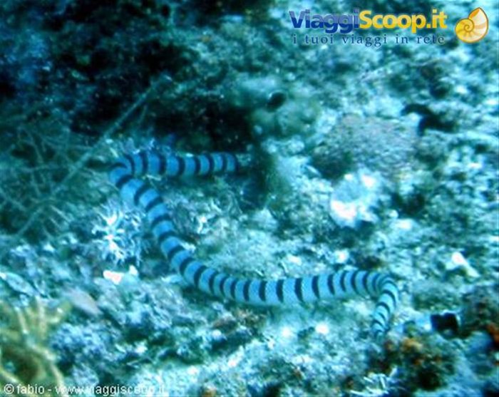 sea snake !!
