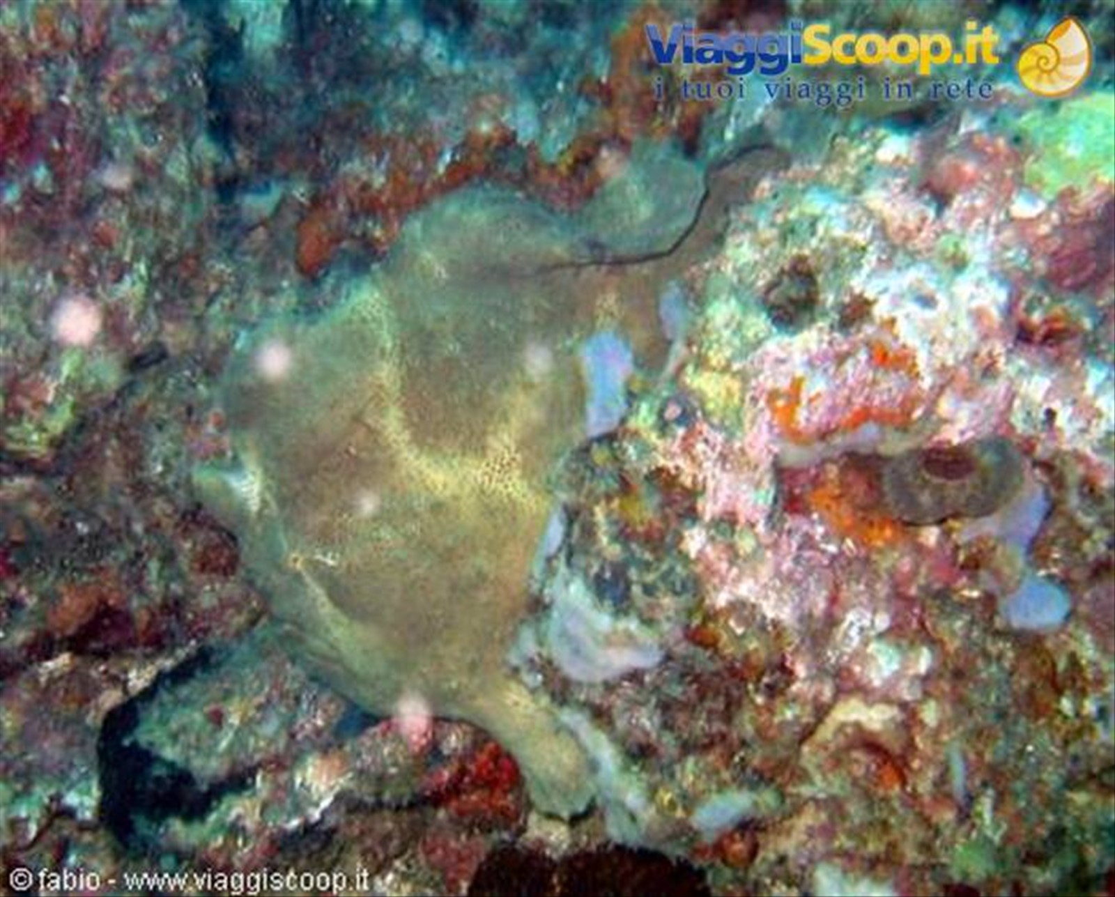 frog fish