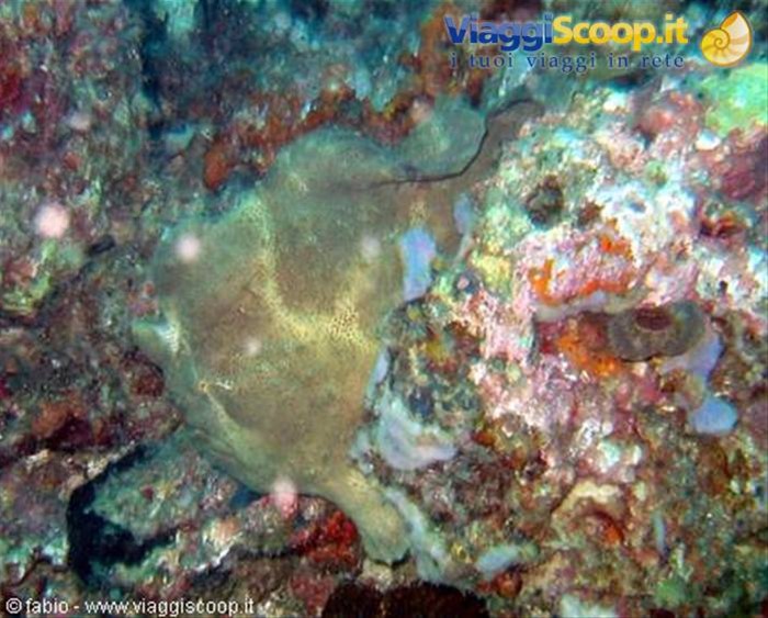 frog fish