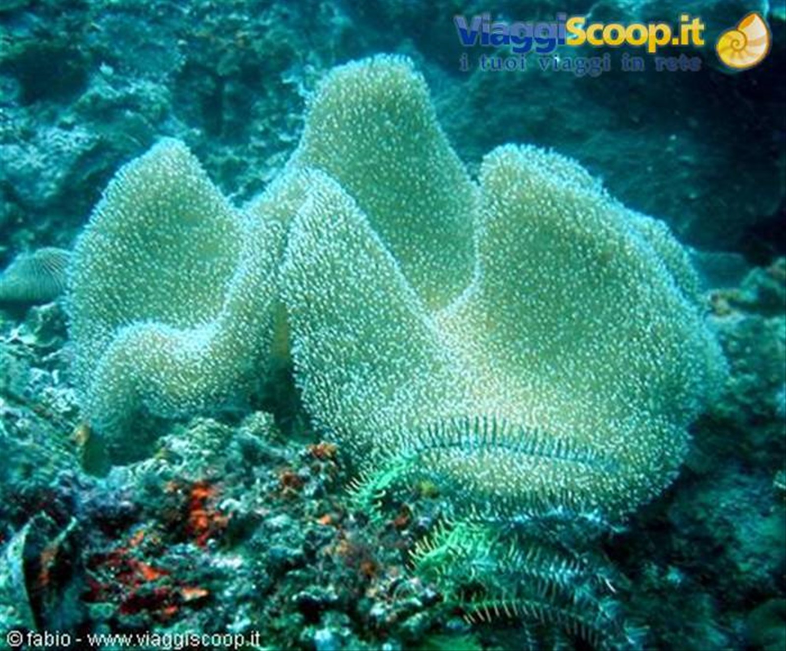 soft corals