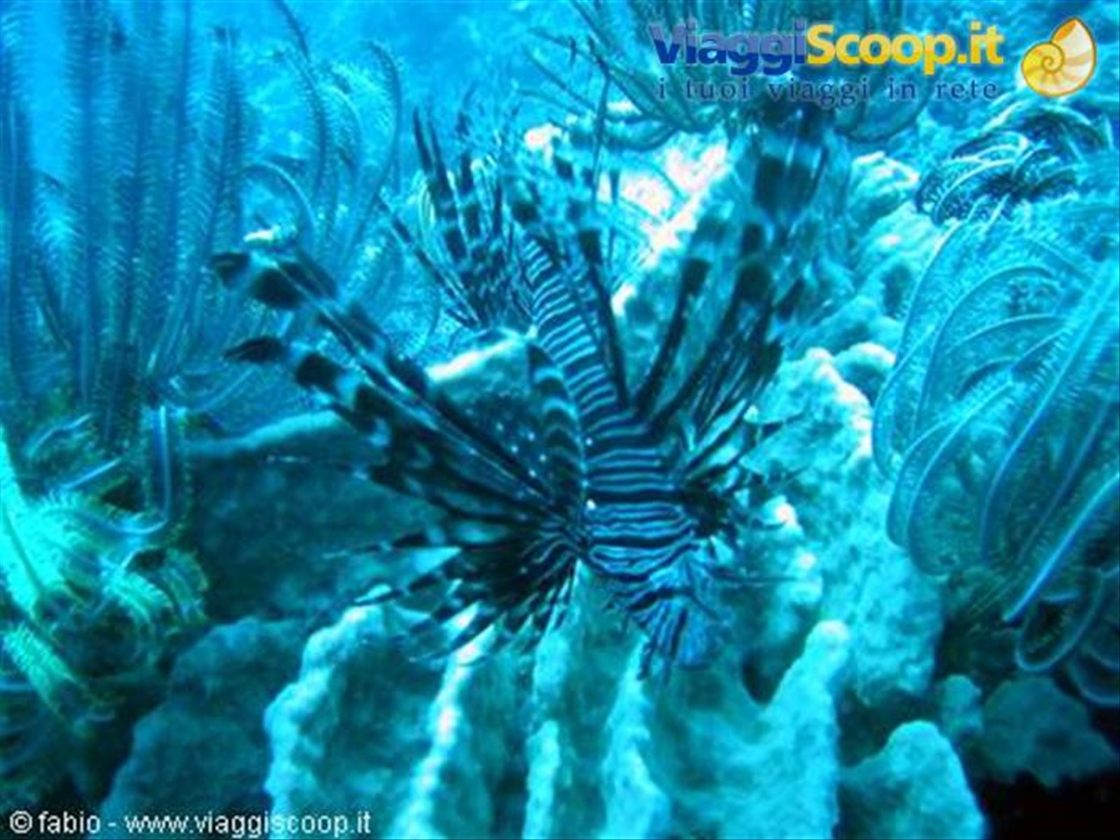 lion fish