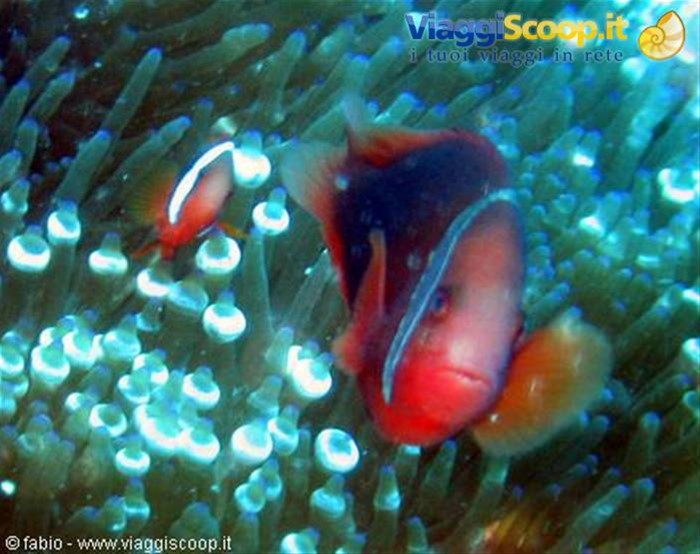 nemo