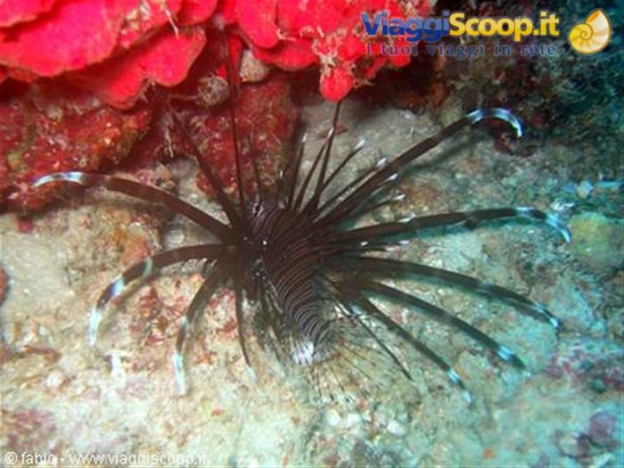 lion fish