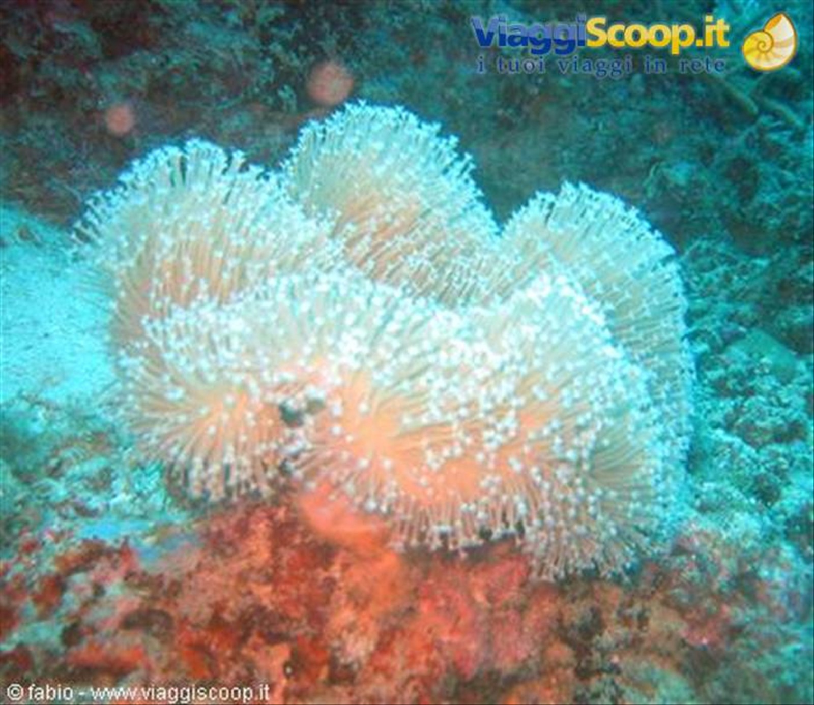 soft coral